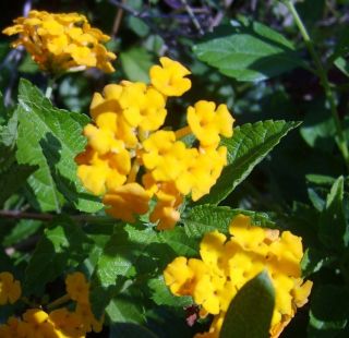 Lantana Plant Gold Mound Ground Cover Bright Gold Yellow