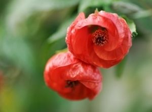 ª˜¨¨¯¯¨¨˜ª¤ Flowering Maple Abutilon 25 Seeds AL1985SC