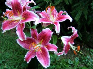 Stargazer Lily Flower Bulbs Powerfully Fragrant 3 4 Feet Tall