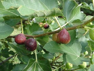  Turkey Fig Tree cuttings 8 for Rooting Sweet Juicy Dark Figs