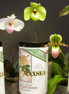 Maxsea Bloom Plant Food NPK 3 20 20 Orchid Supplies