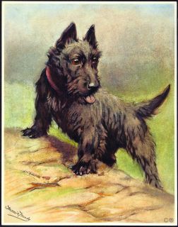 Fannie Moody SWA Vintage Circa Early 1930s Chromolitho Scotch Terrier