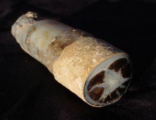 RARE Petrified Bamboo Cane Polished Specimen Rockpile