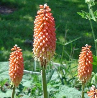 Torch Lily Tritoma Stunning and Impressive Perennial