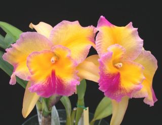 Cattleya Orchid BLC Frank FORDYCE Waiakea UKA Fragrant