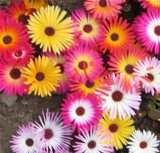 Ice Plant Flower Seeds 25 Fresh Seeds Mix Colors Free Shipping