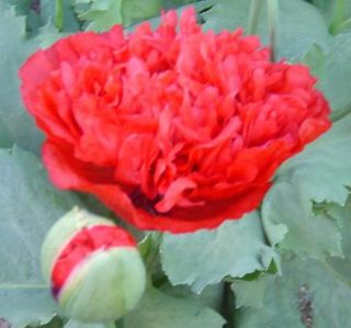 Coloriffic Flowers RARE Red Peony Poppy Seeds