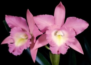 Angel Lace Perfection Cattleya Orchid New Growth