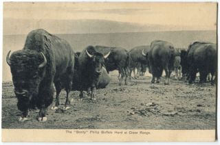 Scotty Phillips Buffalo Herd Fort Pierre SD Postcard 1907 121511 S