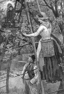 Fruit 1889 Picking Cherries for The London Market Old Antique Print