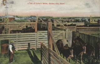 1910 Colters Mules Garden City Kansas KS Postcard