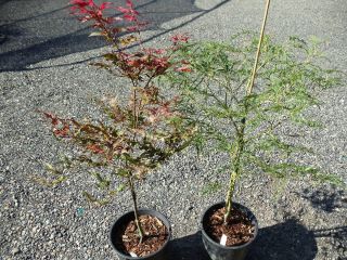 Acer PAL Uncle Ghost Waterfall 2 Gal Japanese Maples