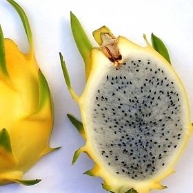   Fruit Seeds YELLOW Pitaya Cactus Sweet Rare Exotic Hylocereus Seed