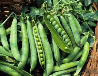 Pea Green Arrow Non Hybrid Non GMO Heirloom Garden Seeds Open