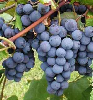Live Grape Plant/Vine   Purple Seedless Concord   ORDER NOW for FALL
