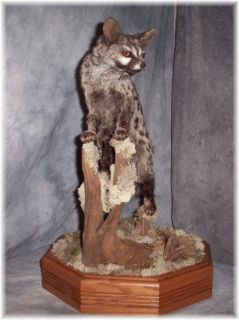 Stunning African Genet Cat Taxidermy Mount Wildlife Art