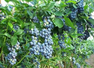 Emerald Blueberry Hybrid Southern Highbush Live Plant