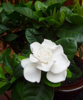White Gardenia Petals   Illuminum   Royal Wedding