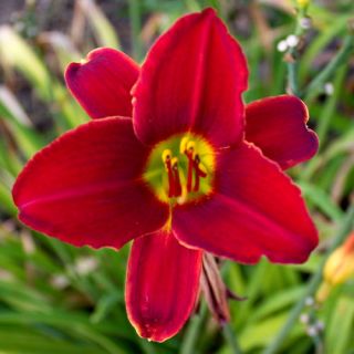 RUBY THROAT RED DAYLILY  DF   LIVE PLANTS   PERENNIAL FLOWERS