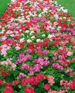 Flower Seeds Pinto Mix Geranium Annual Flowers Seed