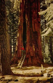 POST CARD ROOM TREE GIANT FOREST SEQUOIA NATIONAL PARK CALIFORNIA