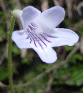 streptocarpus is a genus of herbaceous flowering plants in the family
