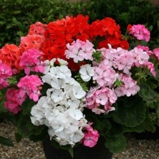 Inspire F1 Geranium 10 Seeds Available in 5 Colors as Well as A Mix