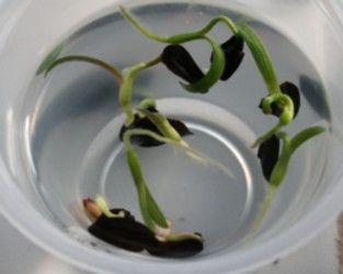 Amaryllis Seeds Charisma x Picotee Hippeastrum Seeds Exotic
