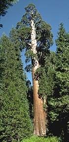 giant sequoia giant redwood giant sequoia is one of the largest trees