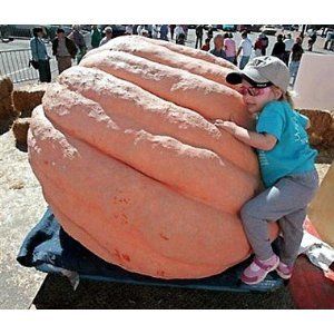 Pumpkin Seeds Dills Atlantic Giant Worlds Largest Pumpkin 10 Seeds