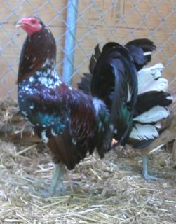 Pure Col Givens Spangle Hatch Eggs Gamefowl Game Fowl Hatching Eggs