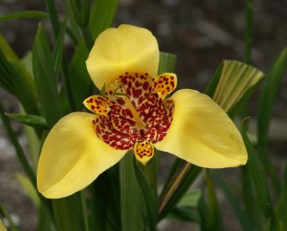 TIGER FLOWER TIGRIDIA ~BULBS~ PEACOCK IRIS GLADIOLUS FAMILY PLANTS