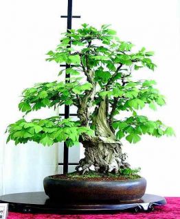 Ginkgo Biloba Seeds Maidenhair Tree Ideal Bonsai Subject