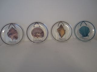 Decorative Sea Shell Glass Plates