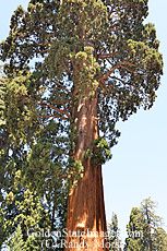 Giant Sequoia Tree   Sequoia National Park Picturesid: SEQ 148