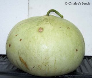 12 Bushel Basket Gourd Seeds Detailed Grow Dry Instr