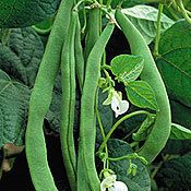 Green Beans Kentucky Wonder Pole Vegetable Seeds