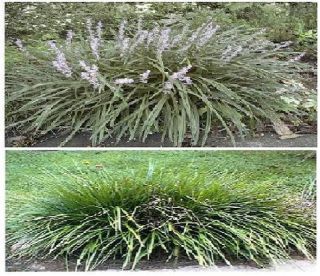 Purple Liriope Ornamental Grass Also Called Monkey Grass
