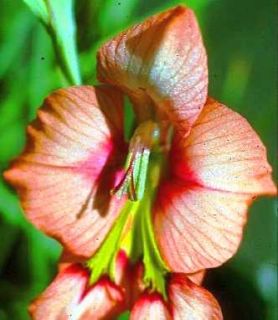  species of gladiolus with honey scented flowers grows up to 20