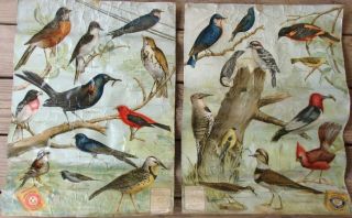 ARM HAMMER Useful BIRDS of America 1917 POSTERS plus 10th Series 1938