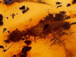 Chiapas Mexican Amber with Insect Inclusions Termite MEX018