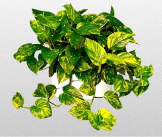 GOLDEN POTHOS tropical house plant landscapes 1cutting Semi Aquatic