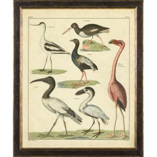 Phoenix Galleries Aviary 4 on Canvas Framed Print