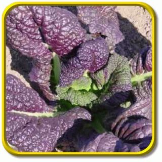  popular red mustard greens and add some tasty zest as well leaves