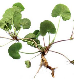 Kotu Cola RARE Live Herbs Plants Spreading Healing