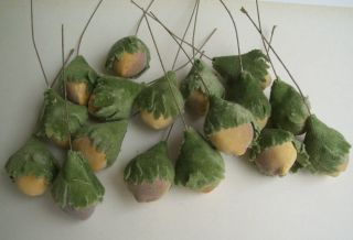 17 OLD SPUN COTTON big size HAZELNUTS CHRISTMAS ORNAMENTS from old