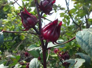  Rosella/Jamaica (Hibiscus sabdariffa) Medical Plant Herbal remedies
