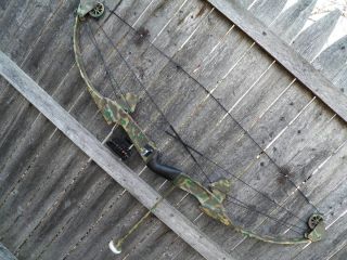 Fred Bear Grayling Blacktail Hunter AMO Compound Bow