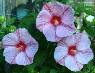 peppermint schnapps hardy hibiscus plant in 4 5 pot