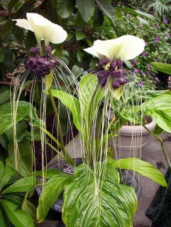 is for one plant of white bat flower tacca integrifolia